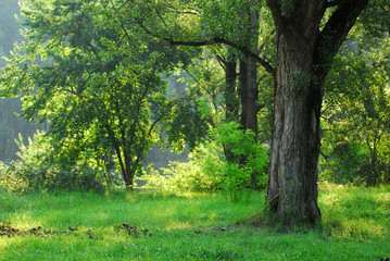 Naklejka premium alberi 415