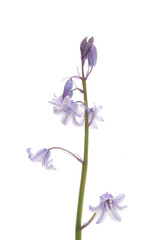 Bluebell flowers