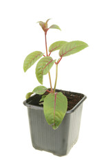 Fuscia seedling