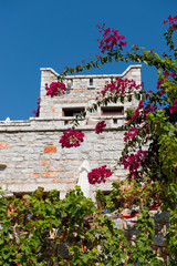 Fototapeta premium Bougainvillea