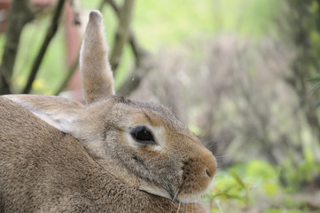 Tête de lapin