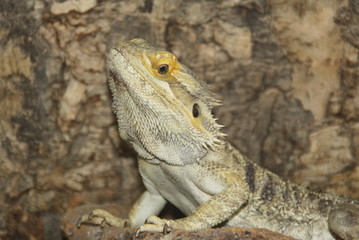 Reptil