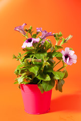 Petunia on orange