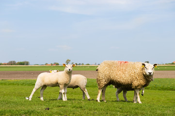 Sheep and lambs