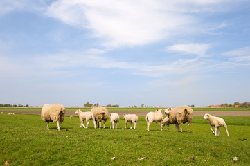 Obraz na płótnie Canvas Sheep and lambs