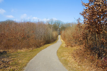 france,île de france,78 : vallée de chevreuse, route forestiere