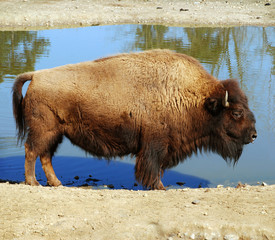 American buffalo - Bison bison
