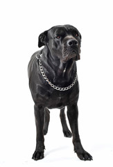 italian mastiff