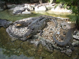 Crocodiles, Thailand.