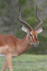 Impala Antelope Talking