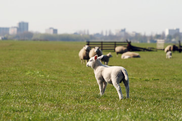 Obraz premium Lamb in the meadow