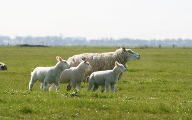 Obraz na płótnie Canvas Sheep in the meadow