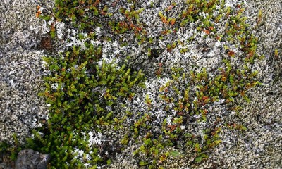 végétation moussue