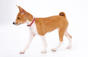young basenji