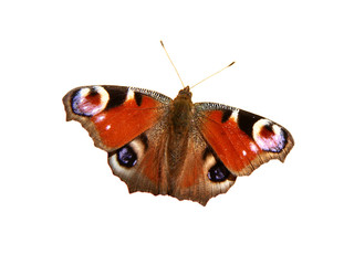 European Peacock Butterfly isolated on white background