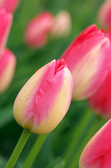Fototapeta premium Pink tulips close-up