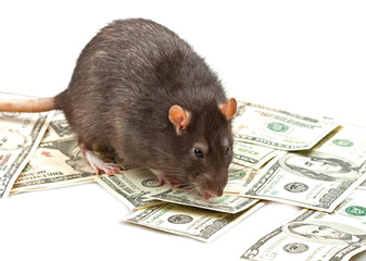 Funny rat accountant standing over dollars