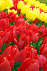 Red and yellow tulips