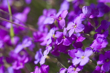 Fototapeta na wymiar aubresia little violet flowers