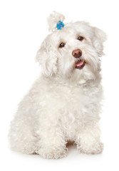 Maltese dog on white background