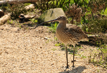 Brachvogel
