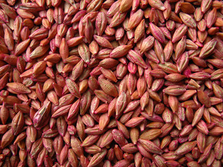 barley grain