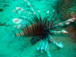 LionFish (Devil Firefish)