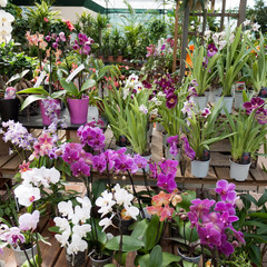 orchidées