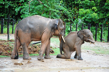 Fototapeta na wymiar the mother elephant teach the baby elephant walk