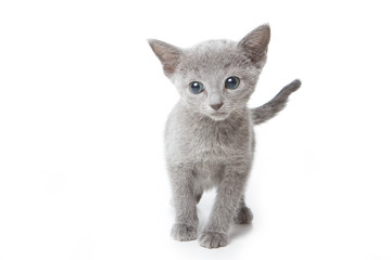 Russian blue kitten on white background