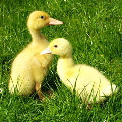 Cute ducking on the grass