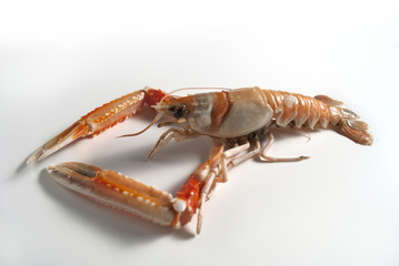 Norway lobster (Kaisergranat)