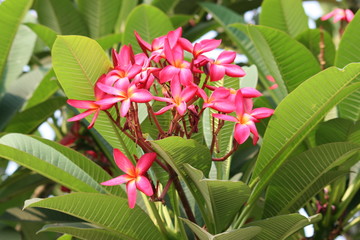 Obraz premium Pink flowers, Thailand.