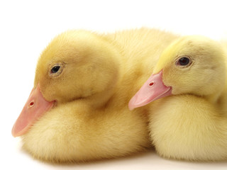 Cute duckling on white