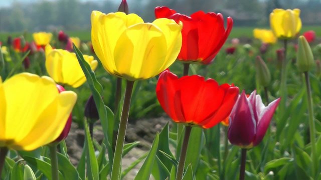 Tulpen in der Sonne - Tulips in the Sun - Video
