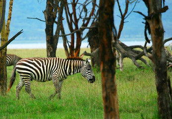 Wild zebras