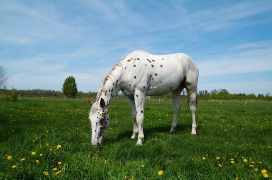 horse meadow