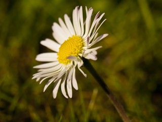 Gänseblümchen Blüte © hjschneider
