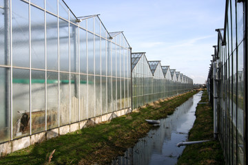 Fototapeta premium Greenhouses in Holland