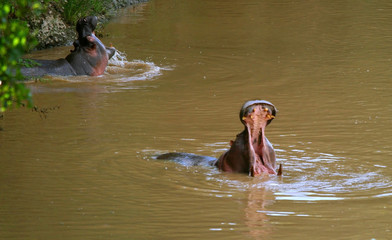 Hippos