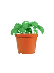 Potted Basil