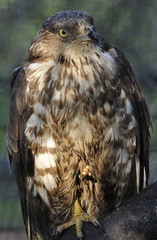 Águila posada.