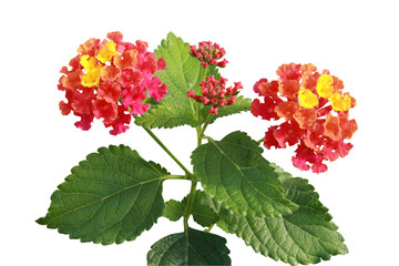fleurs de lantana