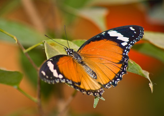 Obraz na płótnie Canvas Tropical butterfly 2