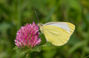 Yellow butterfly (Pieridae sp.) on a clover