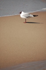 ptaszek na plaży © madjuszka