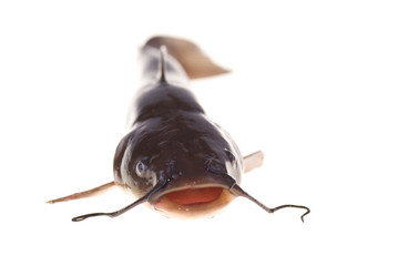 catfish