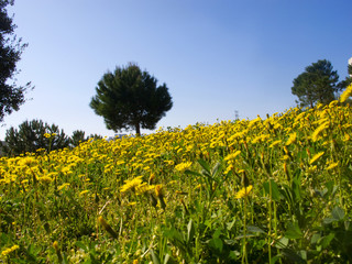 Fototapeta premium spring time