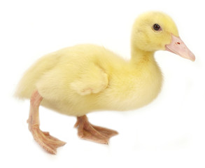 Cute duckling on white