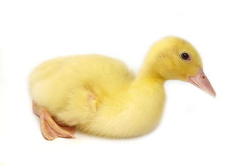 Cute duckling on white